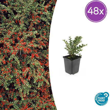 Cotoneaster horizontalis - Vlakke dwergmispel - ↕10-25cm - Ø9cm - 48x