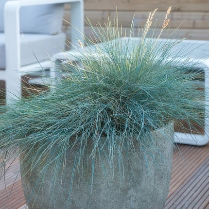 Festuca glauca 'Elijah Bleu' – Blauer Schafschwingel – ↕10–25 cm – Ø9 cm – 6 Stück