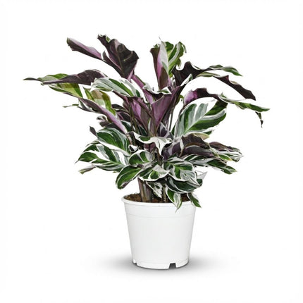 Calathea Fushion White - ↕35-40cm - Ø14cm