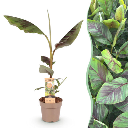 Banan włóknisty japoński - Musa Ever Red - Mrozoodporny - doniczka 21 cm, wysokość 90 cm