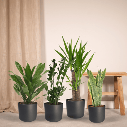 Jardinière facile à monter - 4 plantes d'intérieur - Hauteurs variées - Ø14-Ø17