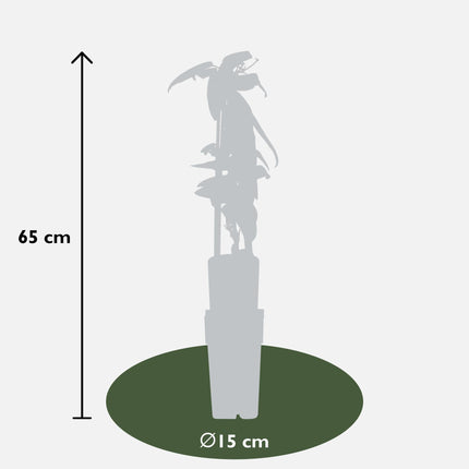Clematis Armandii - Blanca - Clematis - ↕65cm - Ø15cm