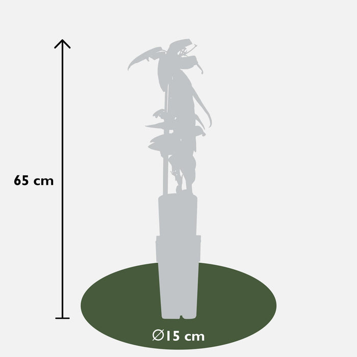 Clematis armandii - Groenblijvende Clematis Wit - ↕65cm - Ø15cm
