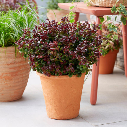 Leucothoe Curly Red - Rood - 2 Planten -  Groenblijvend - Weinig Onderhoud - Pot 17cm Hoogte 40cm