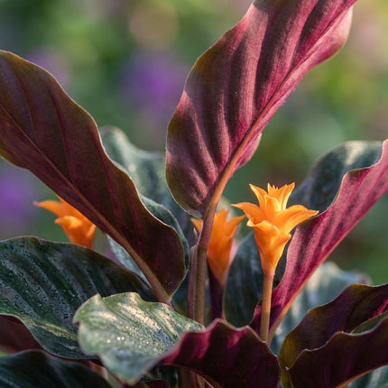 Calathea Crocata - ↕40-45cm - Ø14cm - 2x