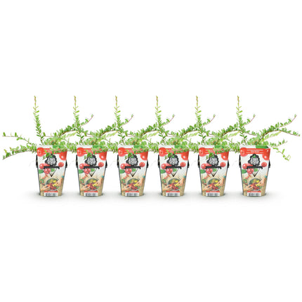 Vaccinium macrophylla Early Black - Cranberry - Ø9 cm - 6x