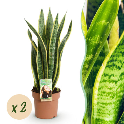 Sansevieria Laurentii - Snake Plant - ↕60-70cm - Ø17cm - 2x