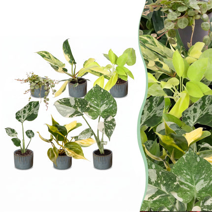 Baby Planten Tropical Mix - Diversen 6x - Tropisch - incl. Linnea Misty Blue - Ø6cm - ↕10-15cm