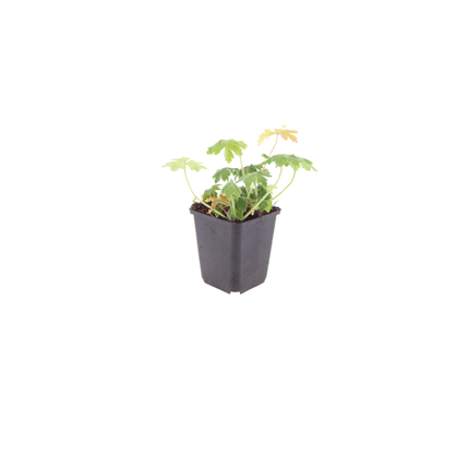 Geranium macrorrhizum 'Bevan's Variety' - Ooievaarsbek - ↕10-25cm - Ø9cm - 6x