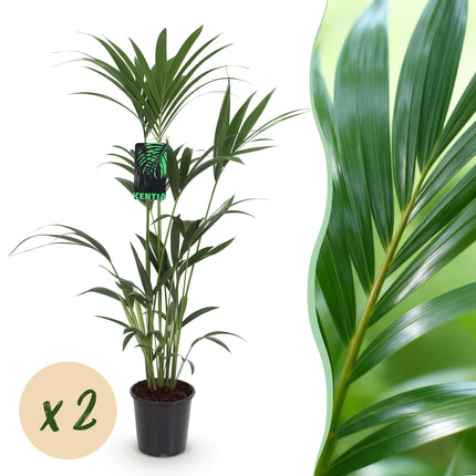 Howea Forsteriana - Kentia Palm - ↕120-130cm - Ø21cm - 2x