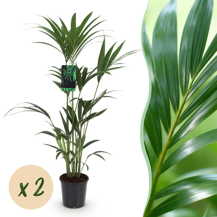 Howea Forsteriana - Kentia Palm - ↕120-130cm - Ø21cm - 2x