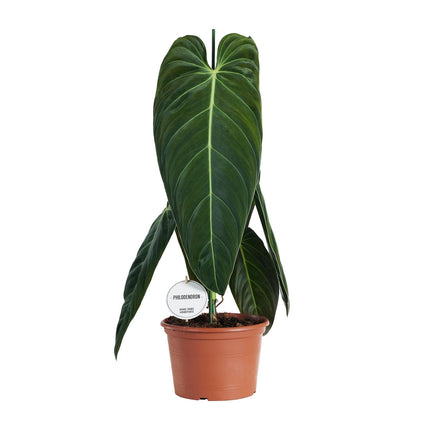 Philodendron Melanochrysum - ↕75cm - Ø21cm
