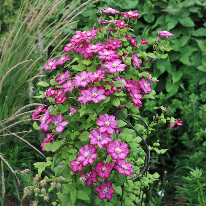 Clematis Ville de Lyon - Bosrank - Bloem Roze - ↕40cm - Ø11cm - 2x