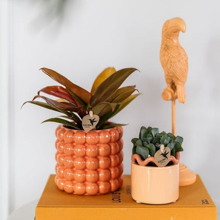 Philodendron Ruby Red - Kolibri Greens - Ø9cm