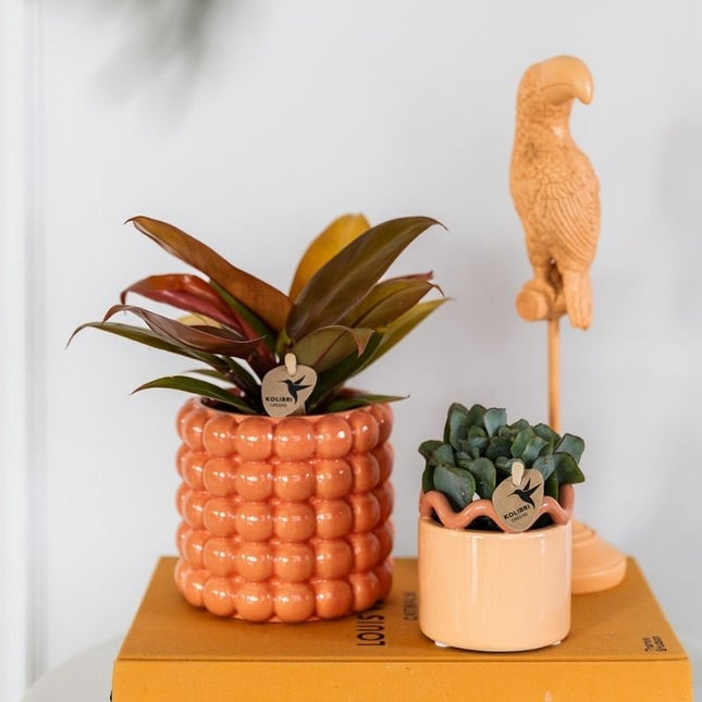 Philodendron Ruby Red - Kolibri Greens - Ø9cm