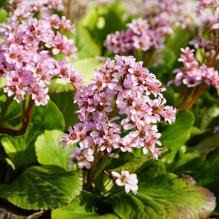 Bergenia cordifolia - Schoenlappersplant - ↕10-25cm - Ø9cm - 24x