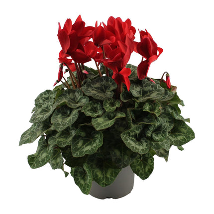 Red Cyclamen - ↕40cm - Ø17cm