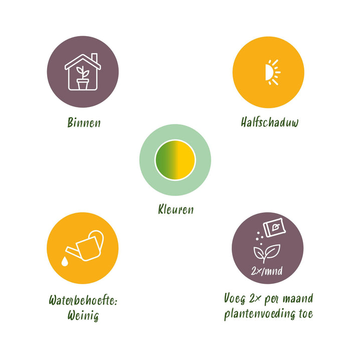 Sansevieria Laurentii - Vrouwentong - ↕70-80cm - Ø21cm