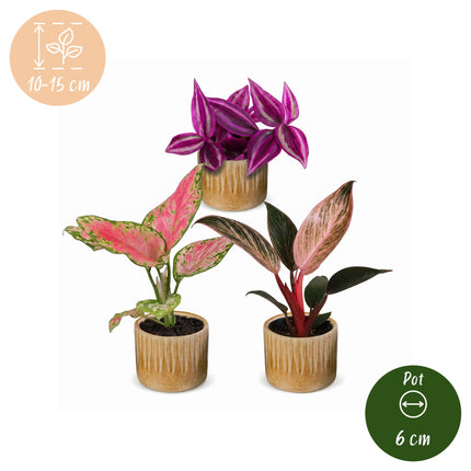 Baby Planten Paradise Mix - Diversen 3x - Tropisch - incl. Linnea Honey - Ø6cm - ↕10-15cm