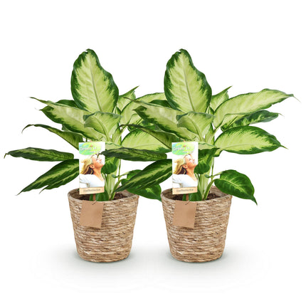 Dieffenbachia Camilla - with basket - ↕45-50cm - Ø17cm - 2x