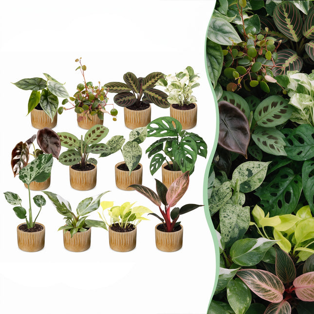 Baby Plants Surprise Box 12x - Verrassingsbox kleine planten - Diversen - Tropisch - incl. Linnea Honey - Ø6cm - ↕5-15cm
