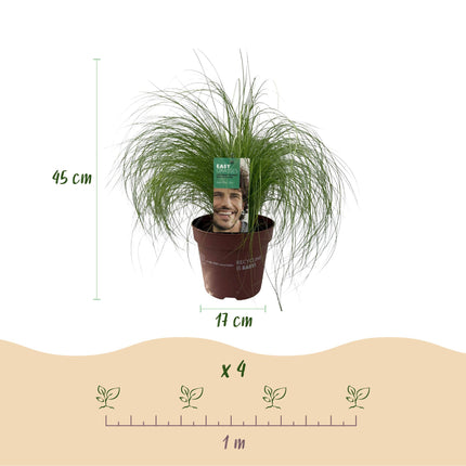 Stipa Tenuissima 'Ponytails' - Federgras - ↕50cm - Ø17cm