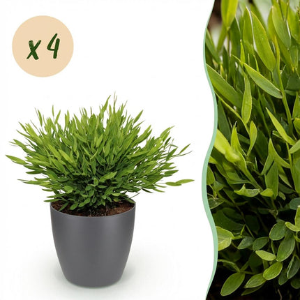 Bamusa Pogonatherum Monica - Bambusgræs - med grå urtepotter - ↕20cm - Ø12cm - 4x