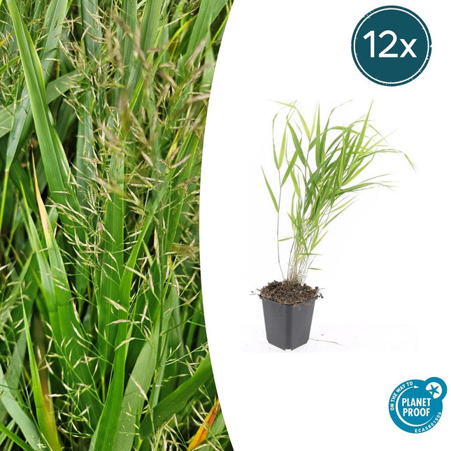 Hakonechloa Macra - Hierba de montaña japonesa - ↕10-25cm - Ø9cm - 12x