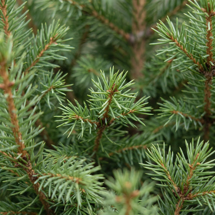 2x Picea glauca Conica - Kegelspar - Groen - Kerstboom - incl. mand - Ø17cm - ↕65cm