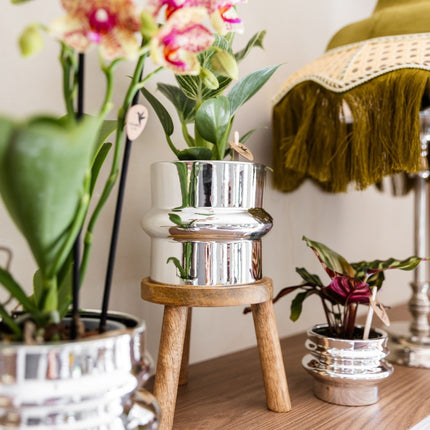 Kolibri Orchids | Plantenset Chrome - Oranje-Gele Phalaenopsis Orchidee Mineral Grosseto & Philodendron White Measure & Calathea Makoyana