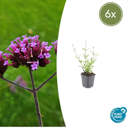 Verbena Bonariensis 'Lollipop' - IJzerhard - ↕10-25cm - Ø9cm - 6x