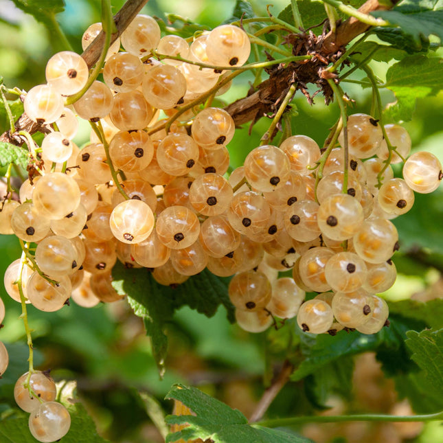 Red Currant - Ribes rubrum White Pearl - White Currant - ↕40cm - Ø11cm - 2x