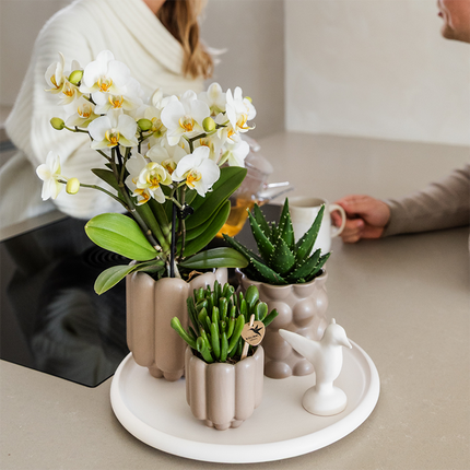 Gift Set Slow Living | Groene planten met witte Phalaenopsis orchidee Lausanne in keramieken sierpotten beige op wit dienblad