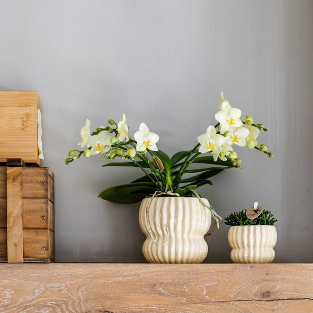 Kolibri Orchids | Gele Botanic orchidee + Horizon sierpot geel – potmaat Ø9cm
