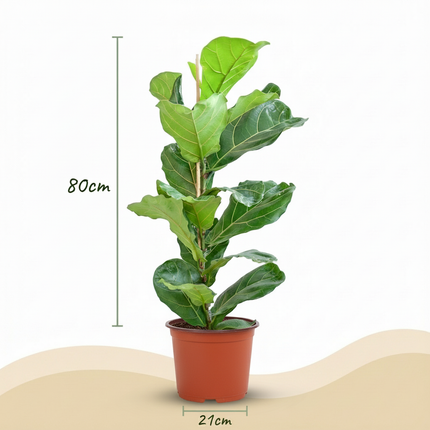 Ficus Lyrata - Vioolbladplant - ↕75-85cm - Ø21cm