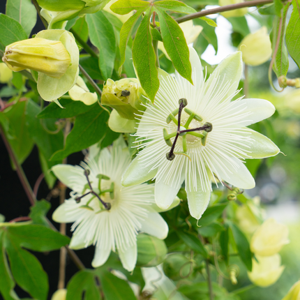 Passiflora caerulea ‘Constance Elliott’ 3x – P9 pot – elegante wit bloeiende passiebloem