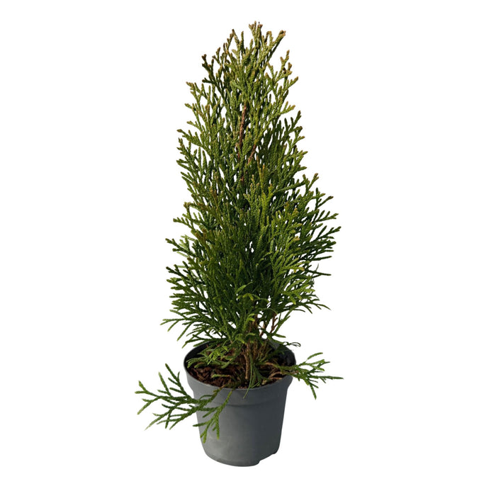 Haagplanten - Thuja occidentalis Smaragd - blad groen - 8 planten - 1 strekkende meter - groenblijvend - pot 9cm hoogte 30-35cm