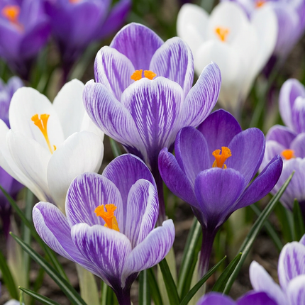 120x Crocus Blue - White - Bloembollen - Krokus - Blauw en Wit - Verwilderingsbol - Bolmaat 7/8