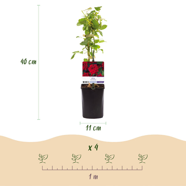 Rosa rampicante - Rosa rossa rampicante - Fiore rosso - Bassa manutenzione - 2 piante - Vaso da 11 cm, altezza 40 cm