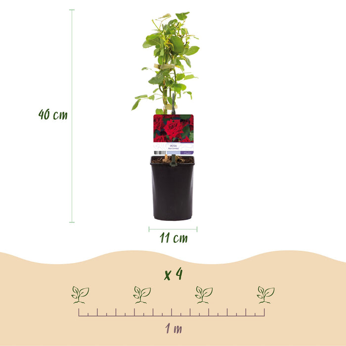 Klimroos - Rosa Red Climber - Bloem Rood - Weinig onderhoud - 2 planten - Pot 11cm Hoogte 40cm