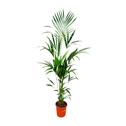 Kentia Palm - ↕180cm - Ø21-25cm