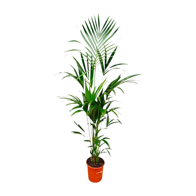 Kentia Palm - ↕180cm - Ø21-25cm
