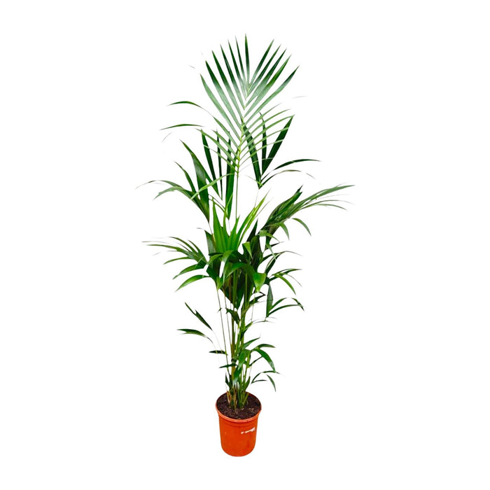Kentia Palm - ↕180cm - Ø21-25cm
