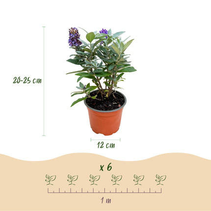 Buddleja davidii Butterfly Candy Little Lila - Arbusto delle farfalle - Compatto - Lillà - ↕20-25cm - Ø12cm
