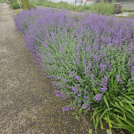Nepeta 'Walker's Low' - Kattenkruid - ↕10-25cm - Ø9cm - 24x