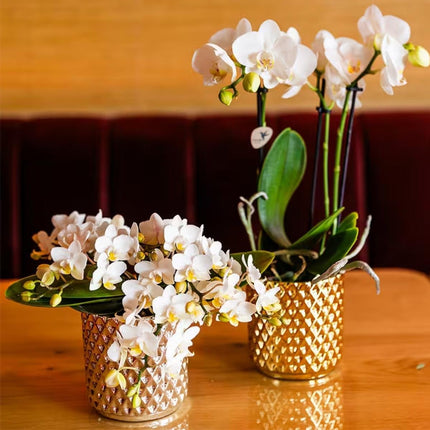 Kolibri Orchids | Combi Deal - 2 Witte Phalaenopsis Orchideeën Botanic Nazare - Ø9 cm