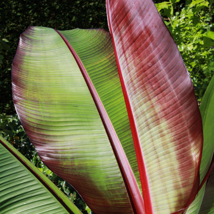 Musa ensete Maurelli - Banana tree - Hardy - Red-Green - 1 Plant - Pot 21cm - Height 90cm