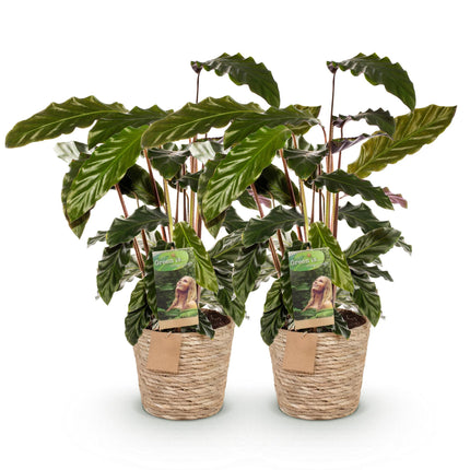 Calathea Rufibarba - Pauwen plant - met mand - ↕55-60cm - Ø17cm - 2x