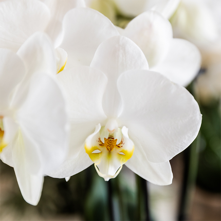 Bomuldsbrunt plantesæt | Grønne planter med hvid Phalaenopsis orkidé Ghent i dekorative keramikpotter