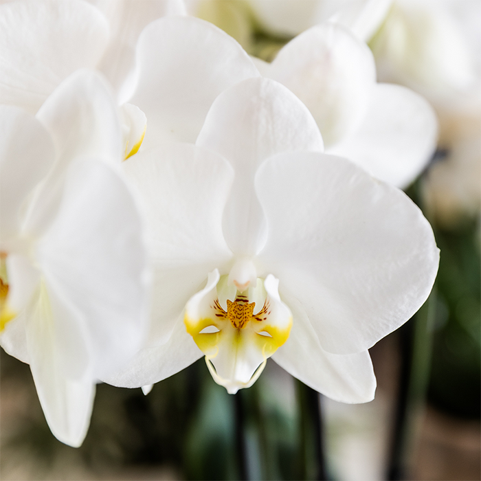 Plantenset Cotton bruin | Groene planten met witte Phalaenopsis orchidee Ghent in keramieken sierpotten